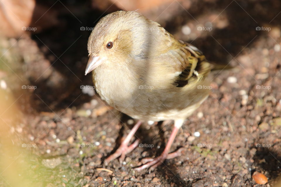 Chaffinch 