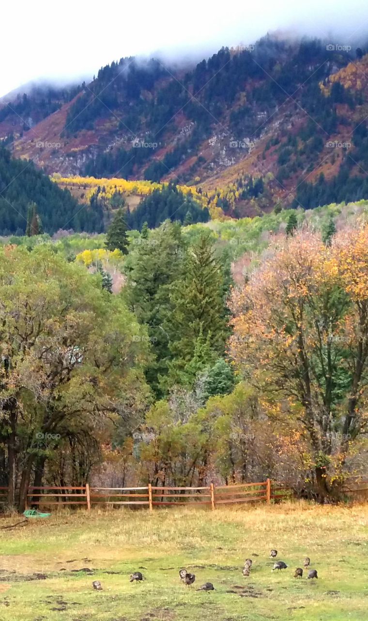 Trees in the fall time