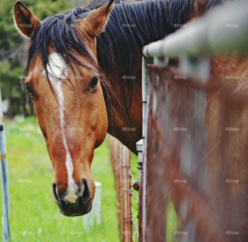 horse greeting