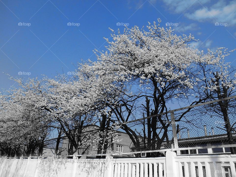 Snow, Winter, Tree, Frost, Cold