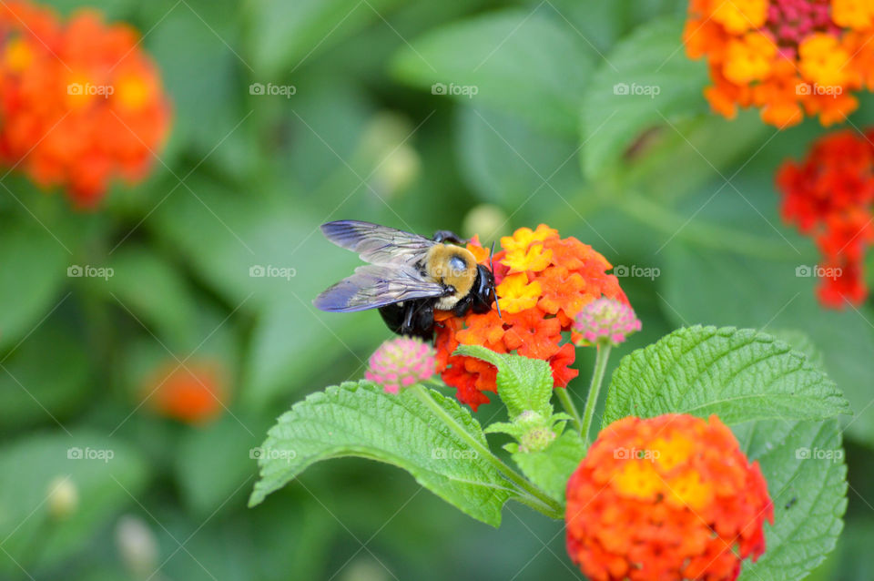 Carpenter bee resting on colorful flowers in nature