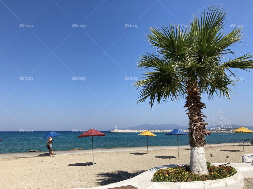 Sunny day stroll by the ocean. Palm trees and blue sky and sandy beach. 