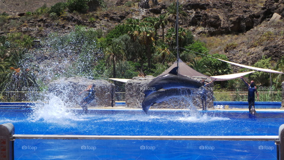 dolphins jumping In a show