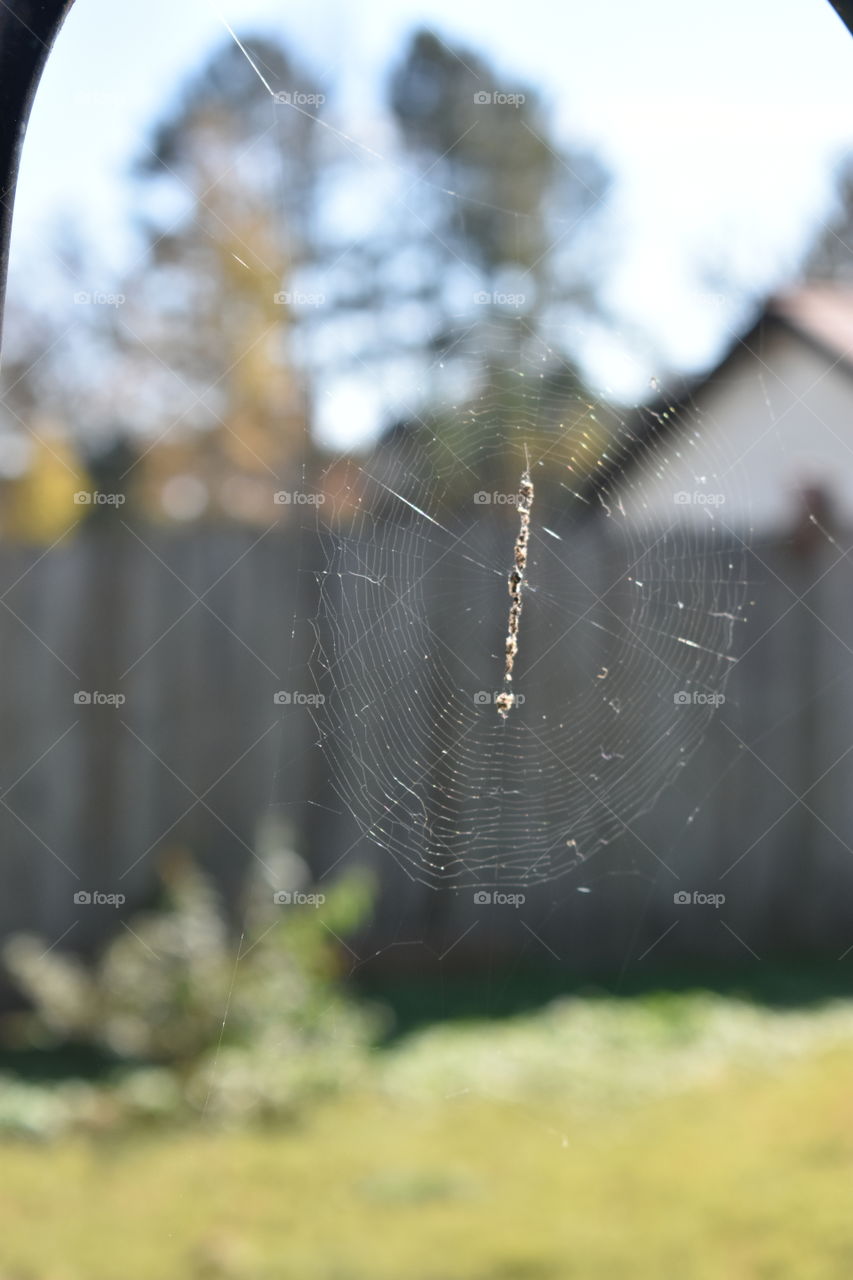 spider web in the backyard