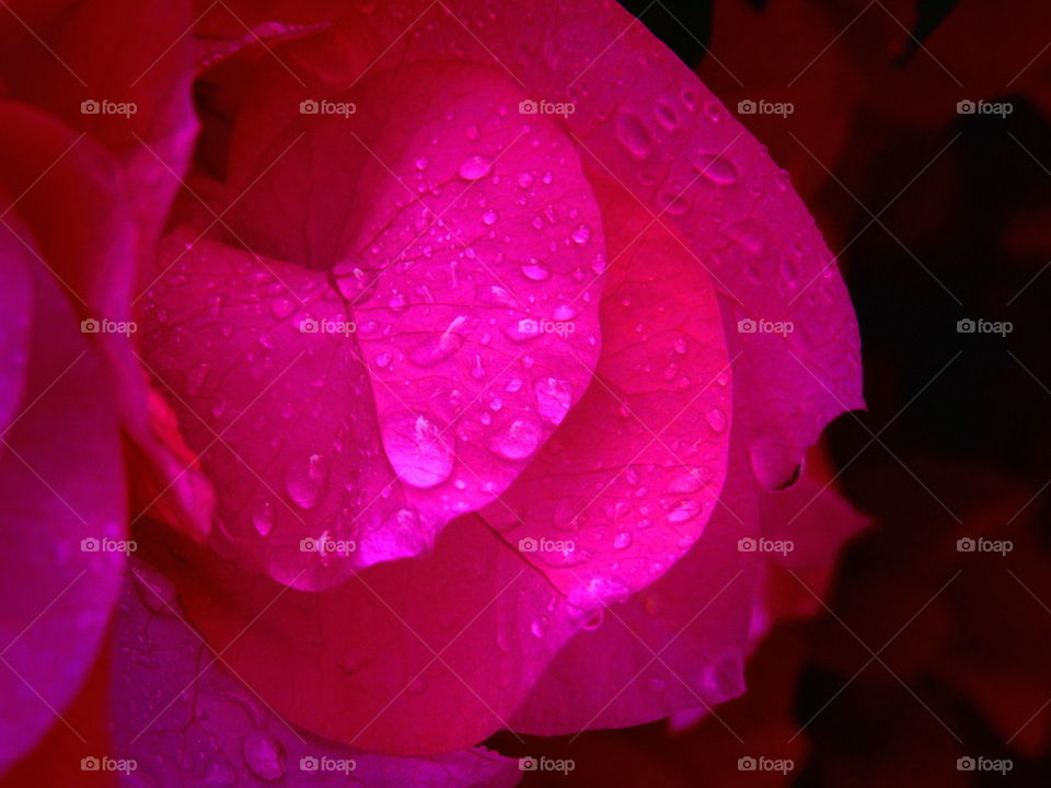 Pink flower with rain drop