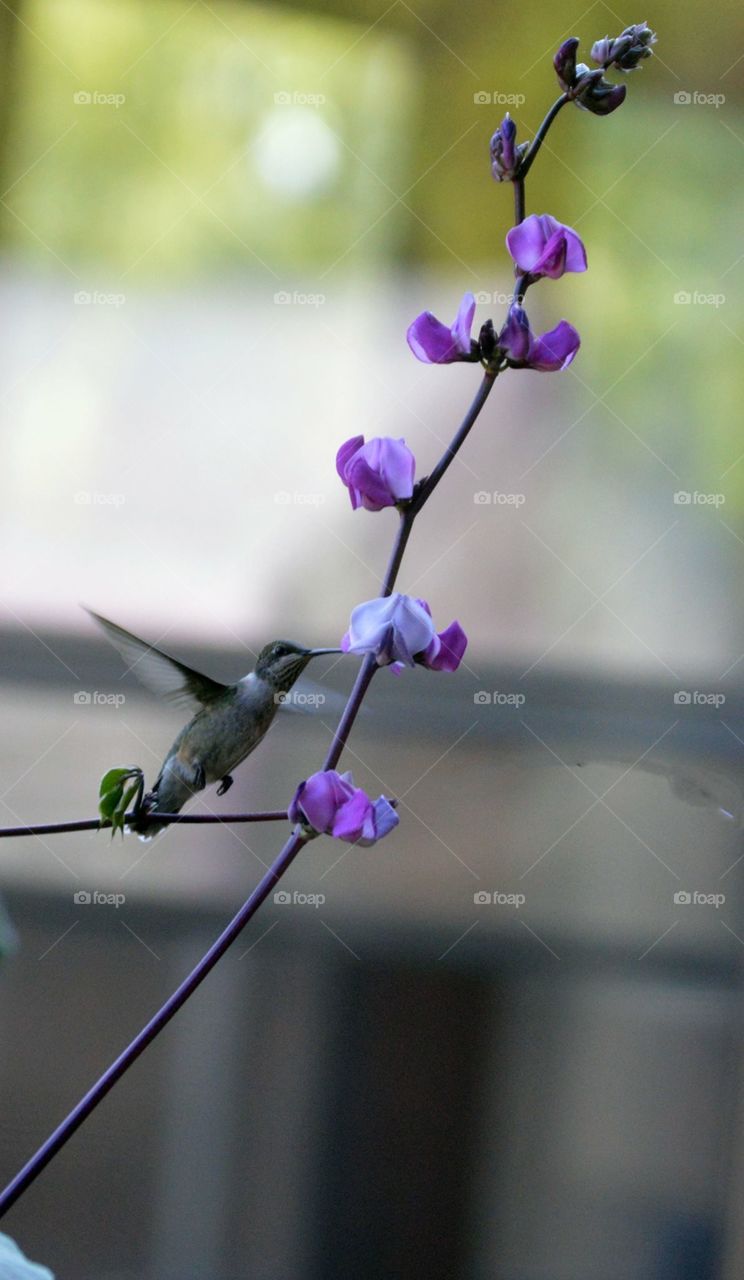 Hummingbird feeding from hyacinth bean vine 