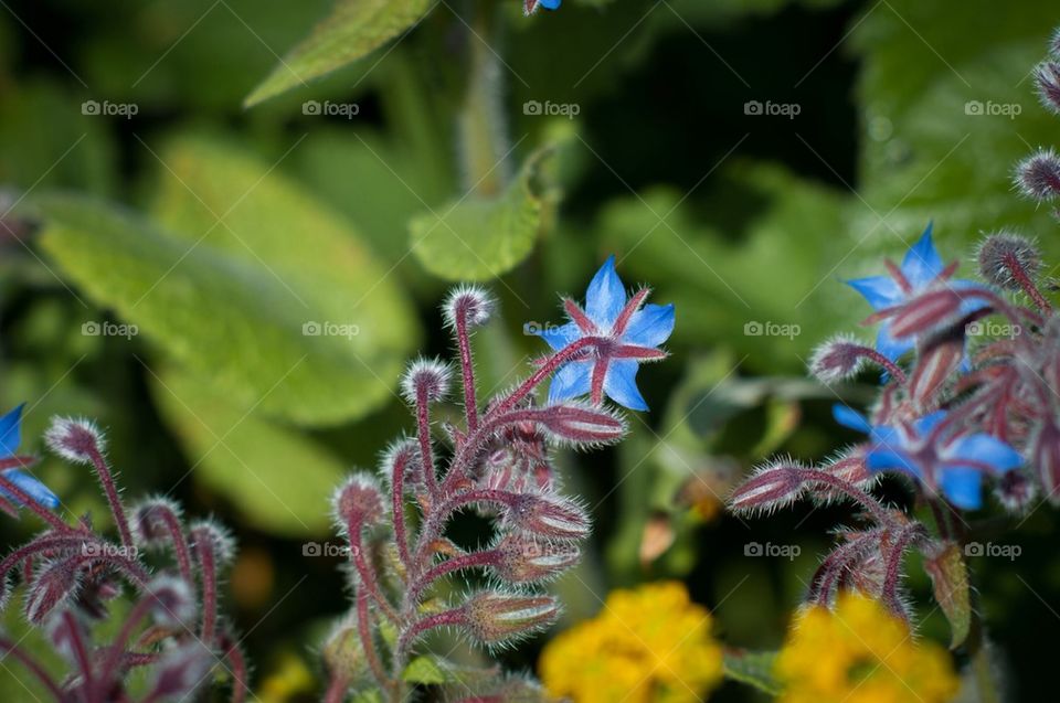 Furry blue flower