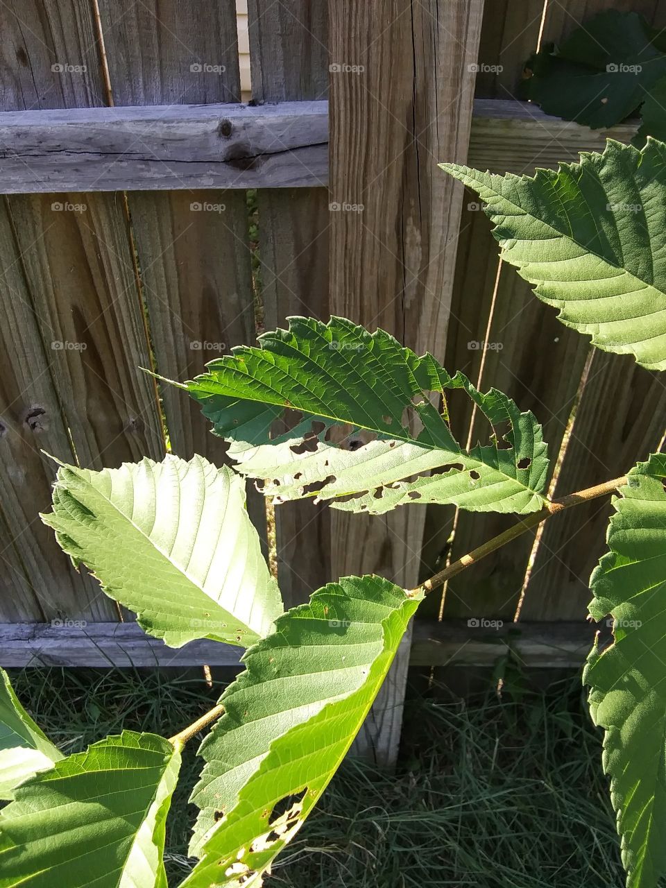 attack of a garden pest