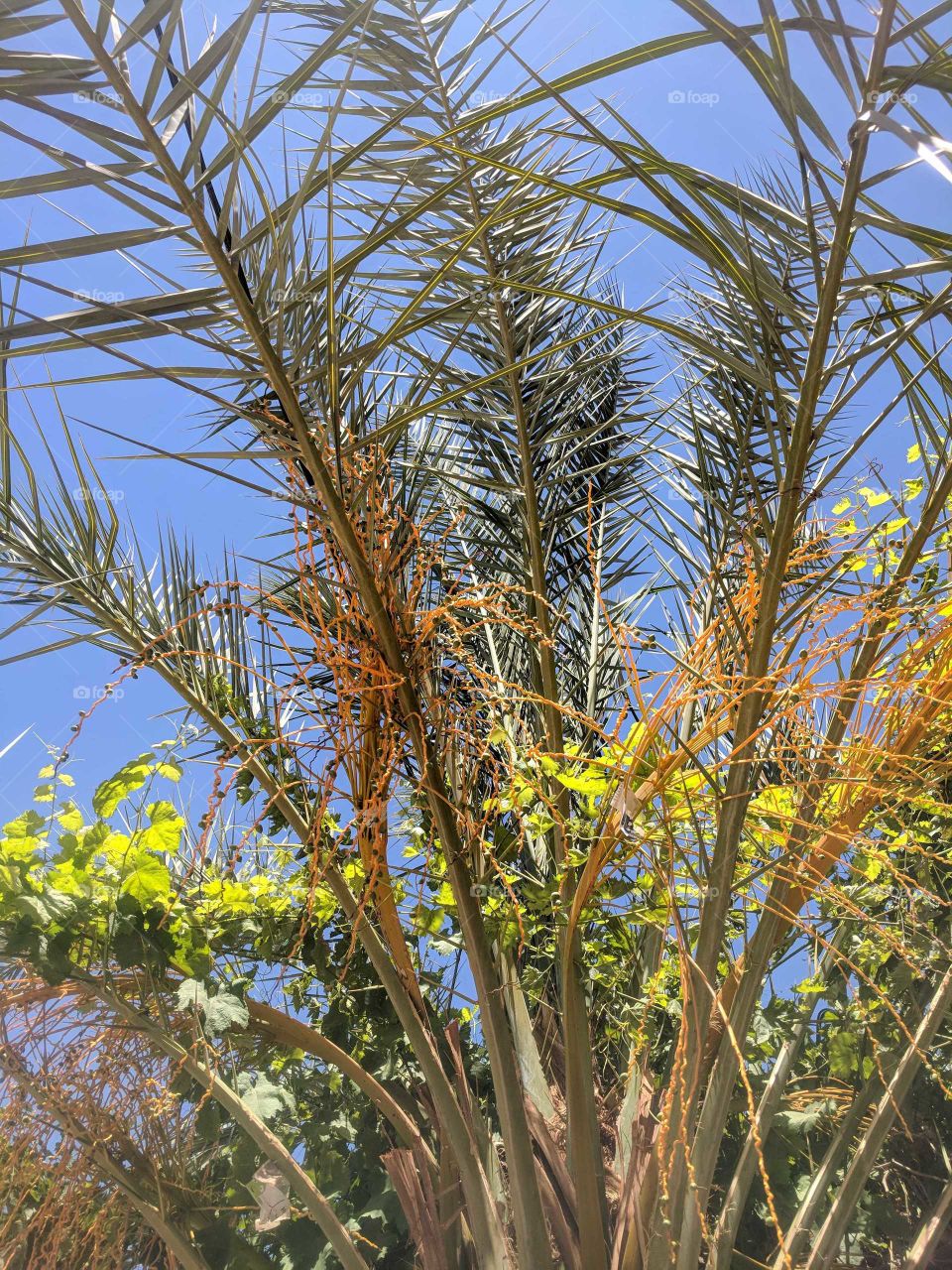 Palm Fronds and Leaves and Orange Brush in Morocco (Artistic Shot)