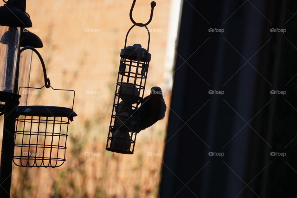 bird feeder in the shadow of the sun.