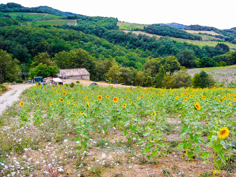 Sunflower fields in the South of France