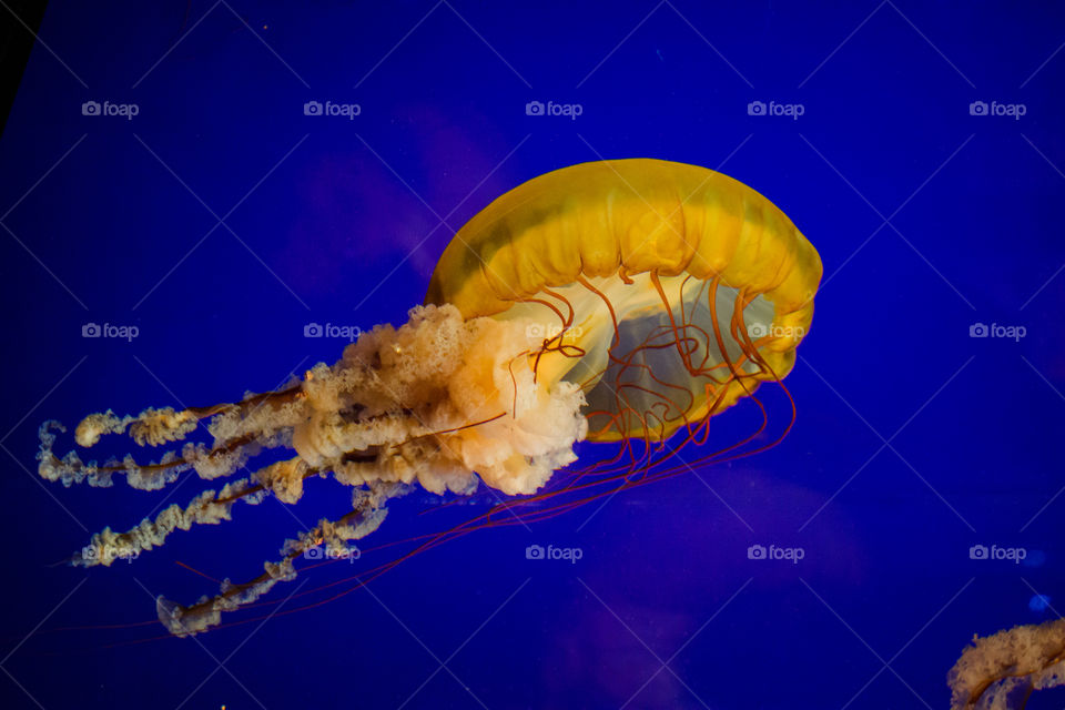 Large Bright Orange Jellyfish in Water 2