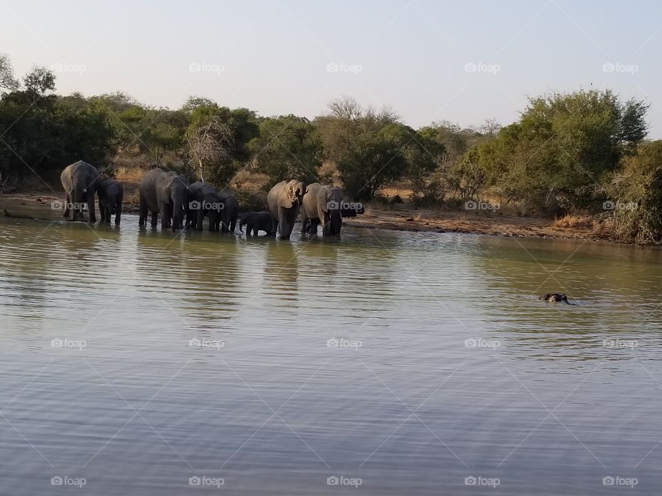 African safari elephant encounter