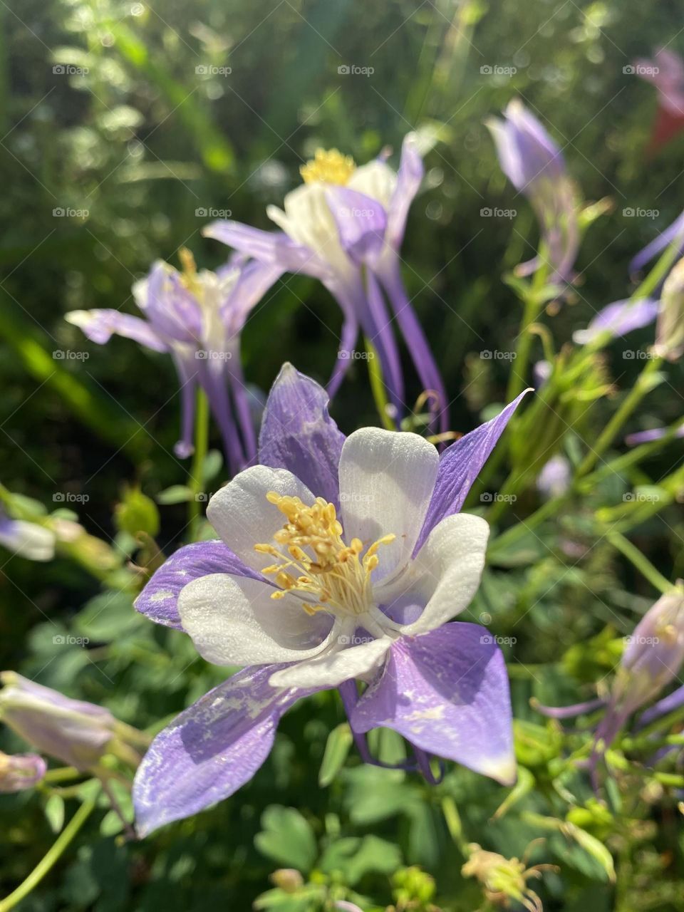 Columbine Blossoms in White, Yellow and Lavender providing pollen and beauty in a pollinator garden soaking in the sunlight.