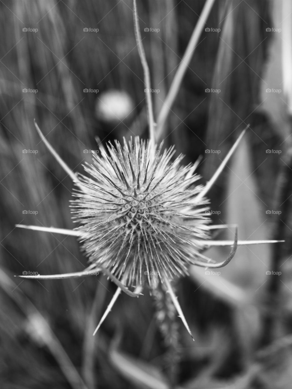 Thistle heads close up monochrome