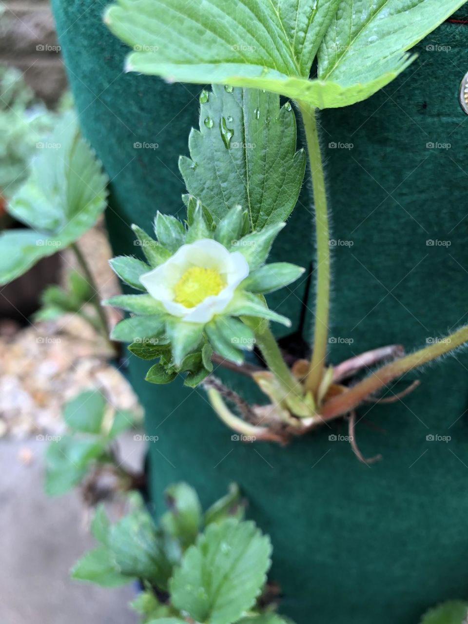 Strawberry grow bags