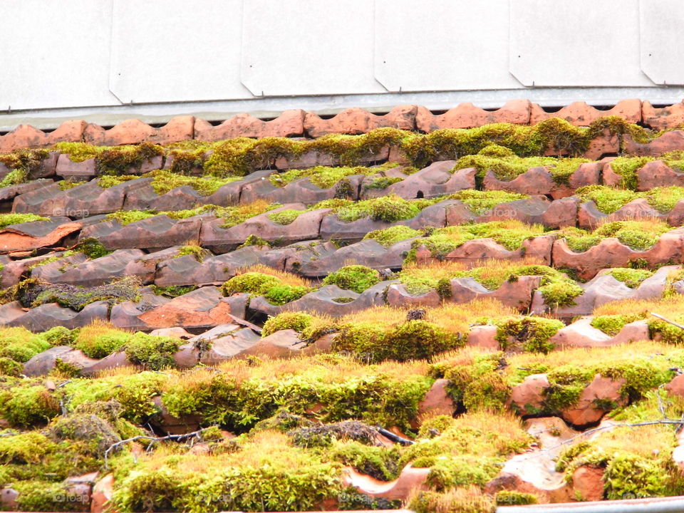 Moss on the roof of the house