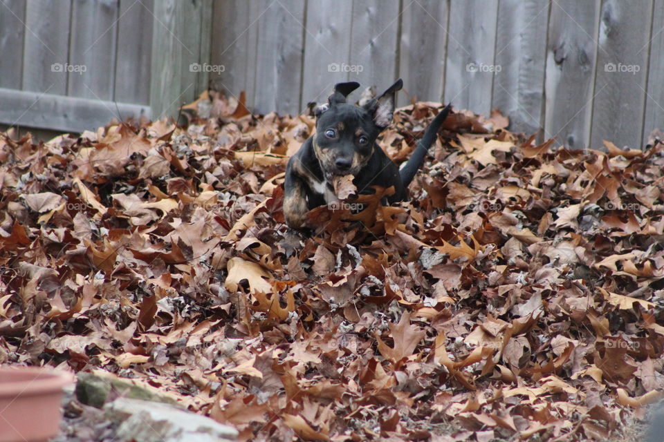 puppy in leaves