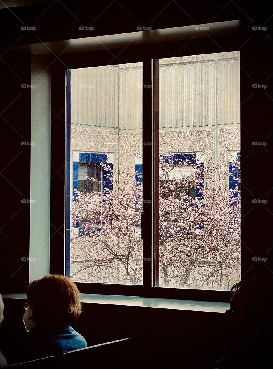 Flower blossom outside hospital 
