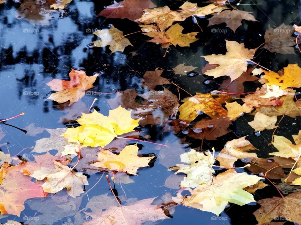 Autumn leaves in rain water