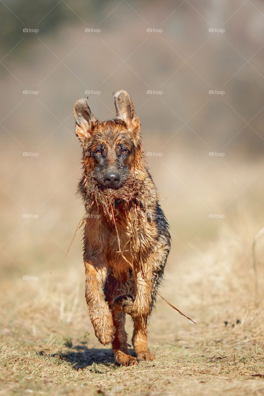 German shepherd dog outdoor have fun in a spring pond 