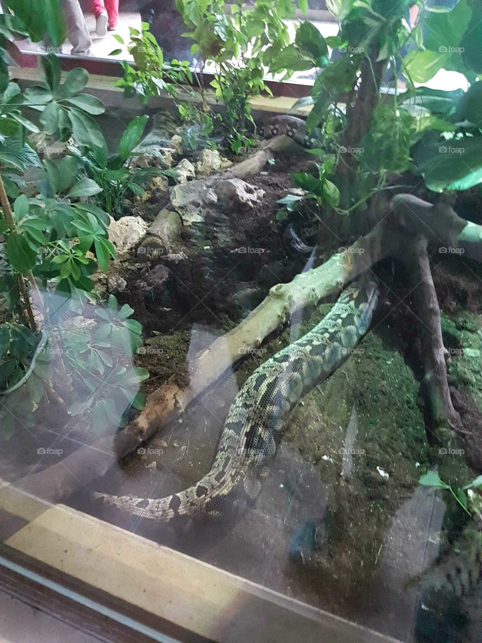 snake in the Bursa zoo