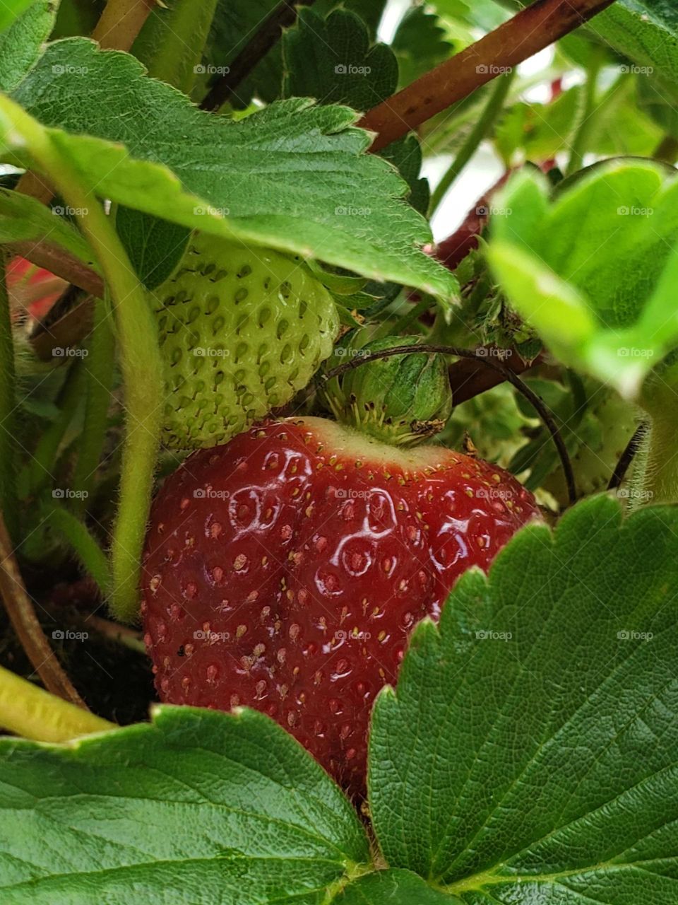 Juicy ripe Strawberry