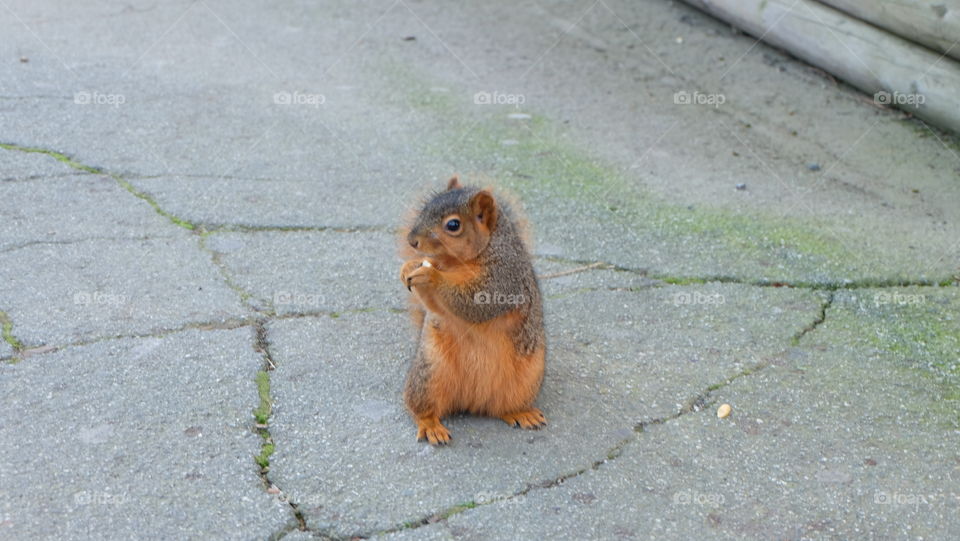 Close-up of squirrel eating