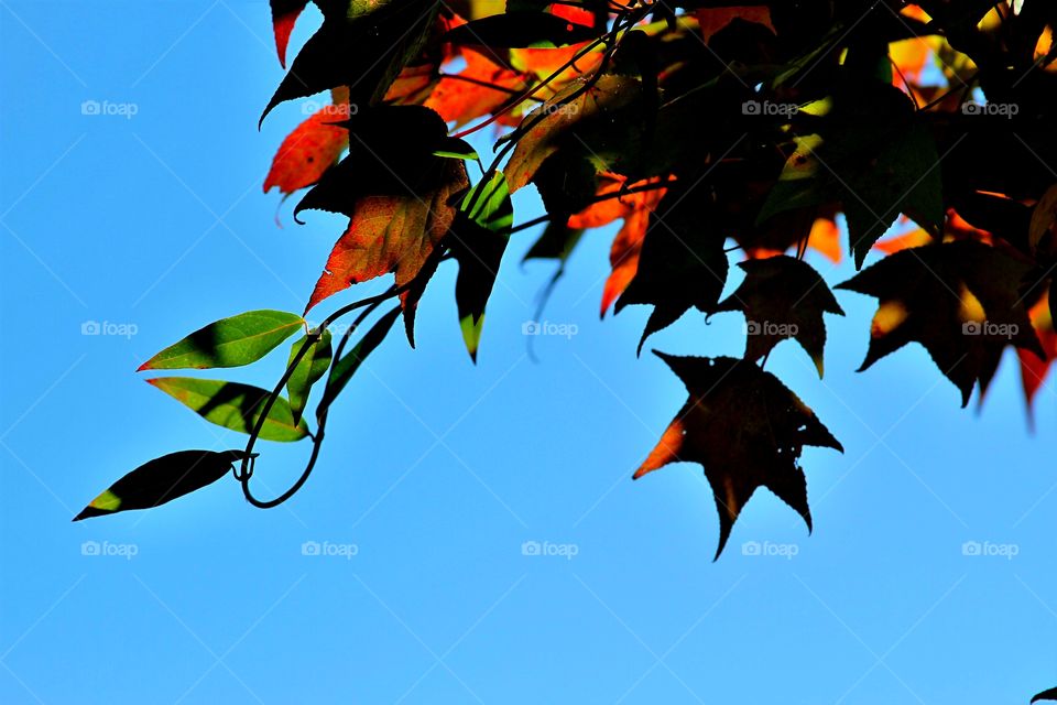 autumn tree and vine under blue skies.