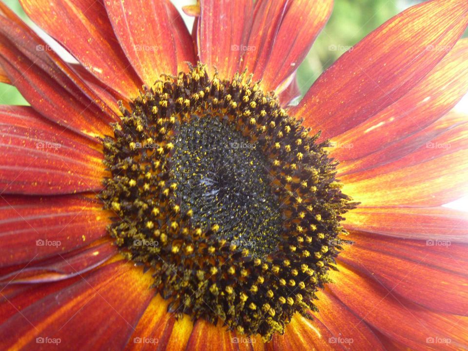 A flower. Red colour effect.