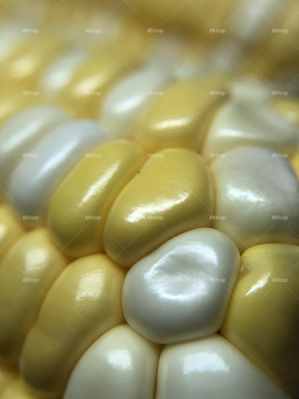 Yellow White Sweet Corn