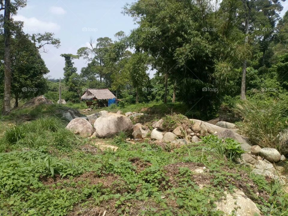 Malaysian Forest/Hutan Malaysia/الغابات الماليزية/马来西亚山林