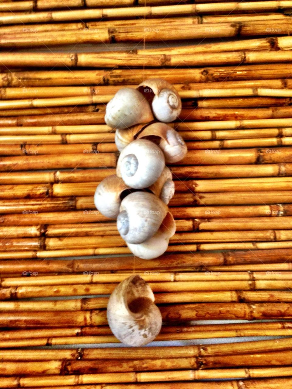 Fine shells adorning the wall!