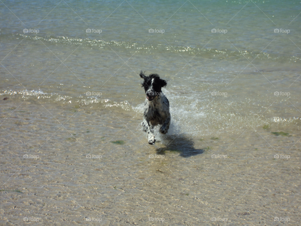 Beach, Seashore, Sand, Water, Dog