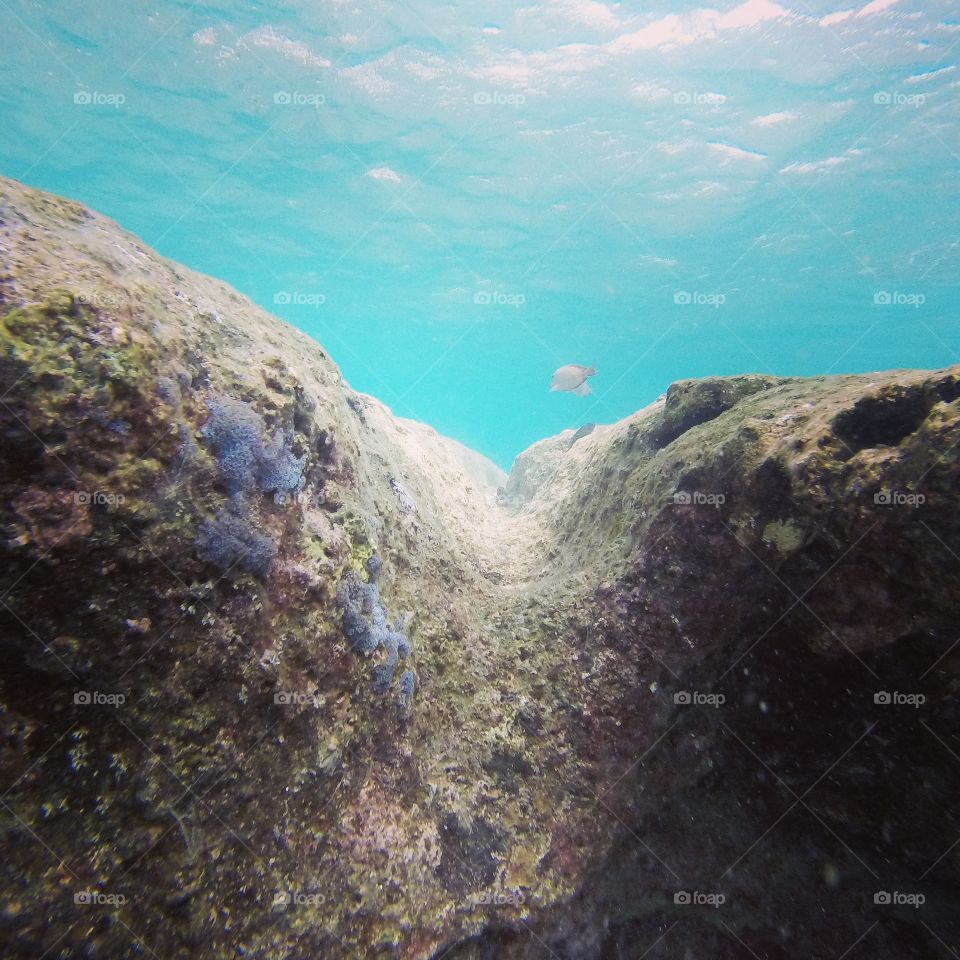 Lava tubes. interesting coral shot in hawaii