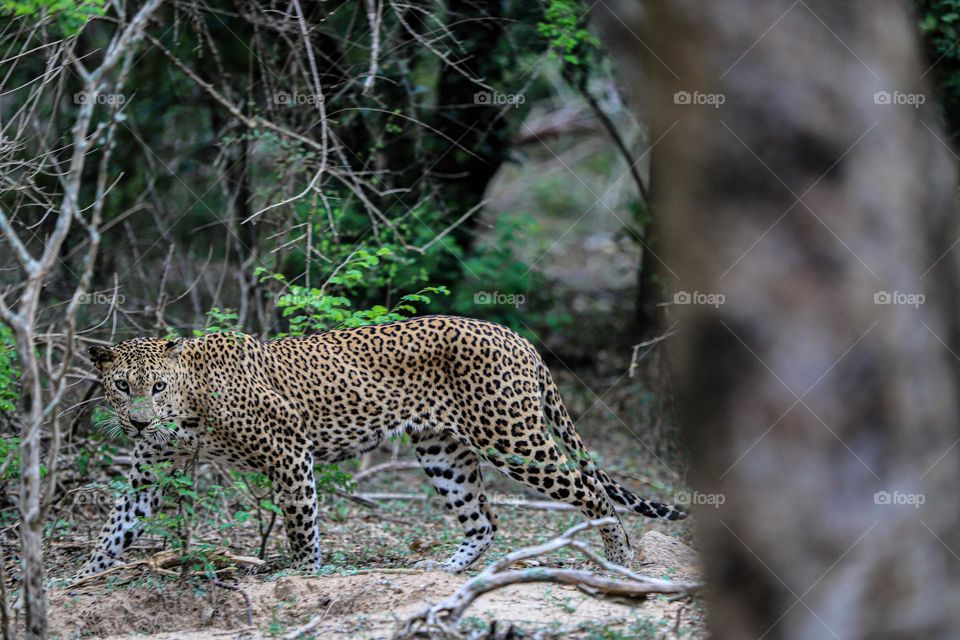 The only way a no-legged leopard could hurt you is if it fell out of a tree onto your head