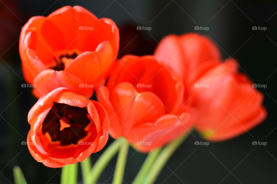 Flower, Nature, No Person, Flora, Tulip