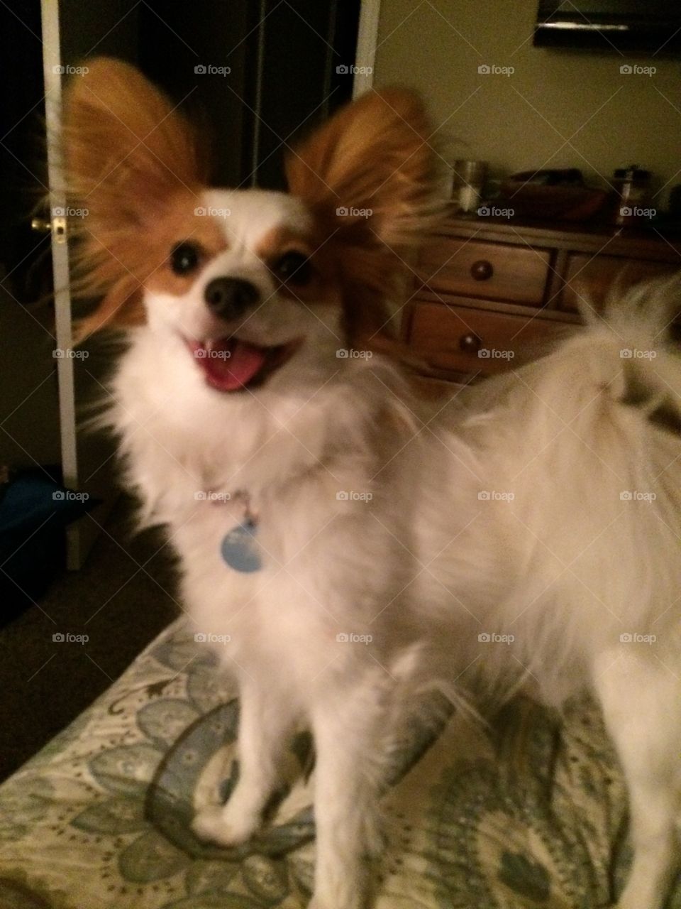 Smiling Papillon puppy