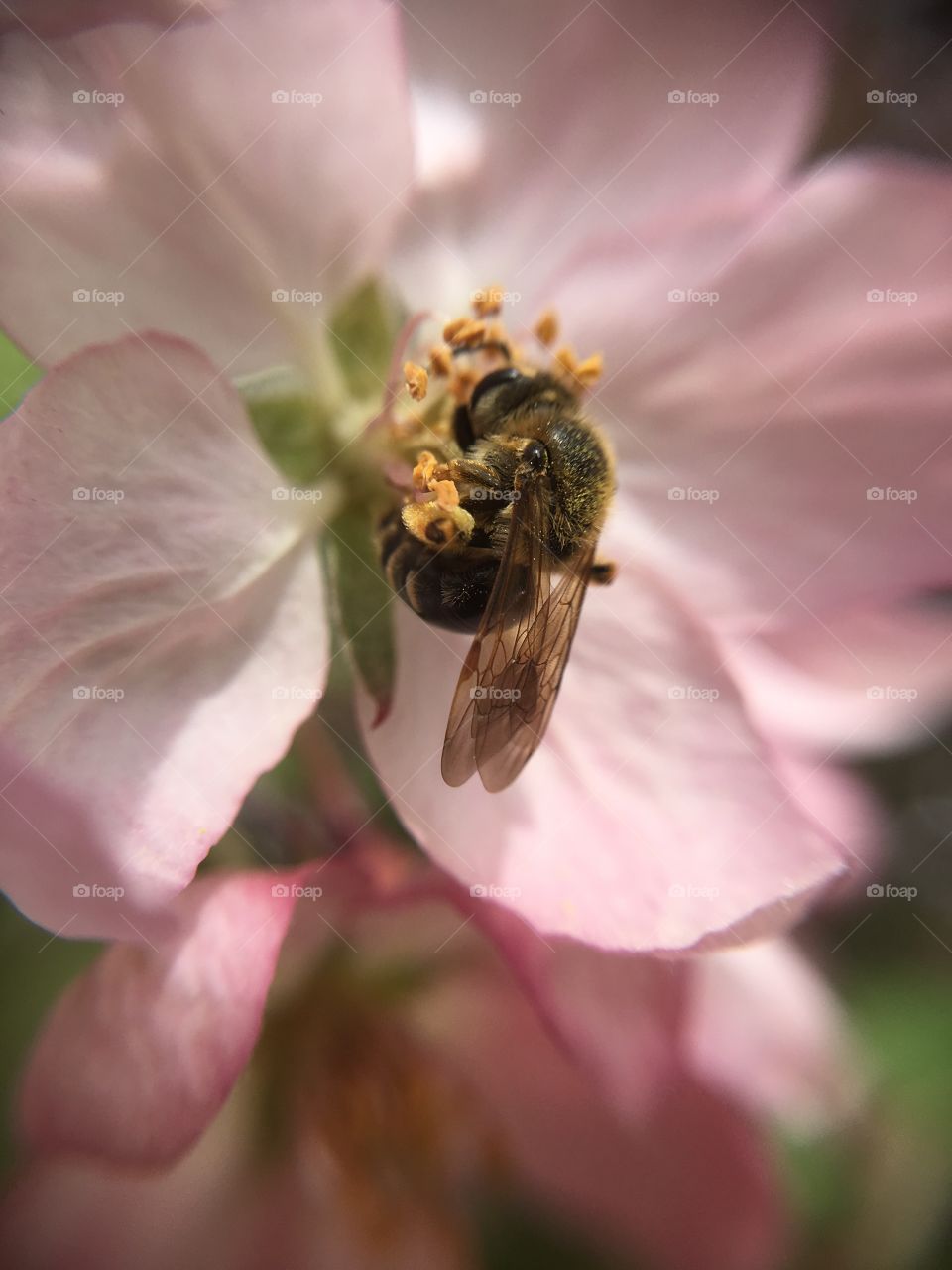 Bee on pink blossom