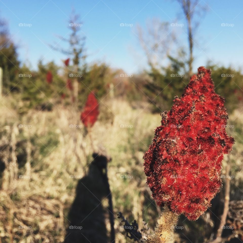 Exploring . Exploring at a Minnesota park 