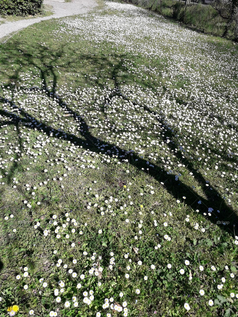 l'ombre sage d'un arbre sur les pâquerettes qui annonce l'entrée du printemps