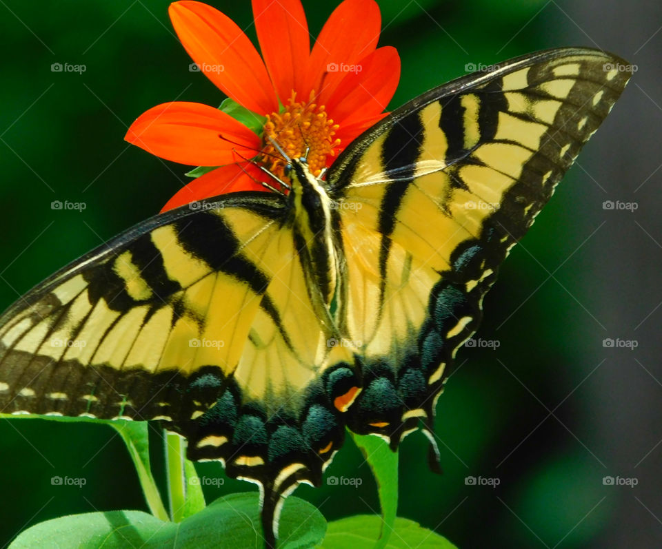 Eastern Tiger Swallowtail Butterfly: Here they get nectar from the brilliant Mexican Sunflower in my butterfly garden!