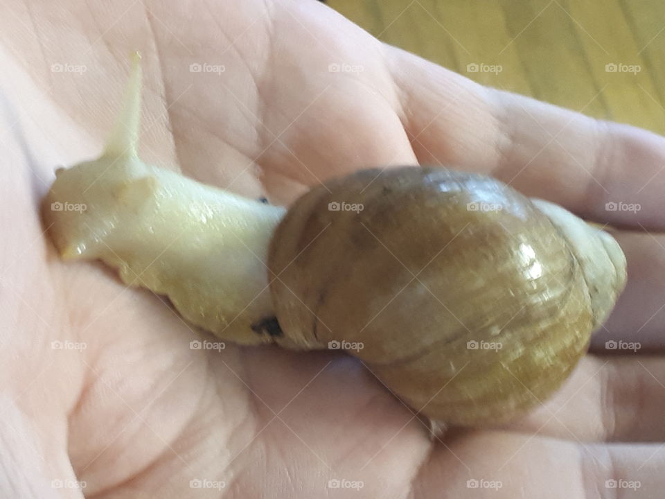 Large Snail