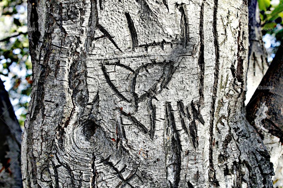 love notes carved into a tree
