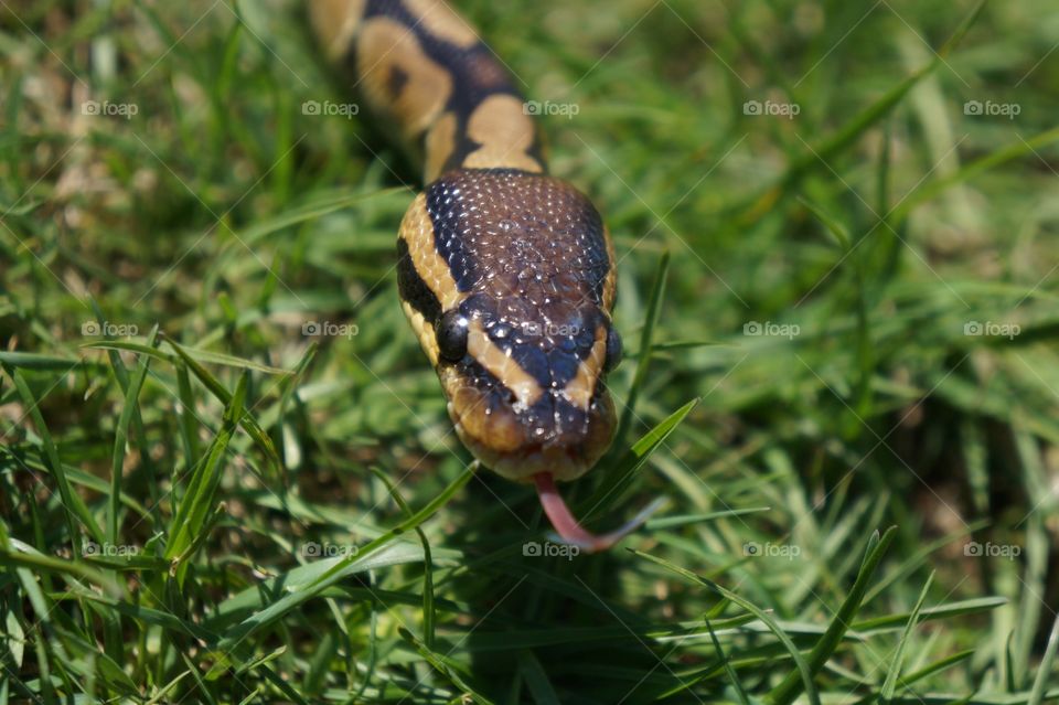 Pet ball python out for a stroll