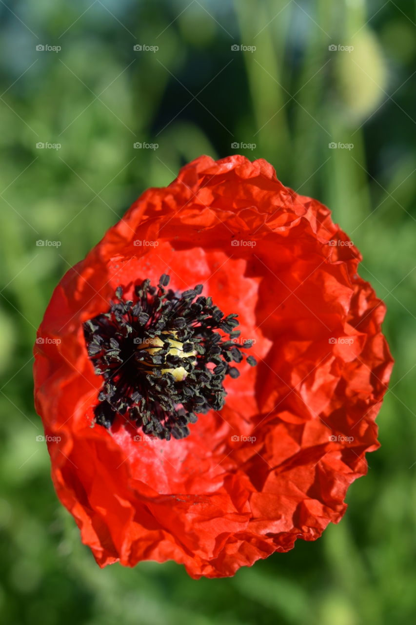 Poppy flower