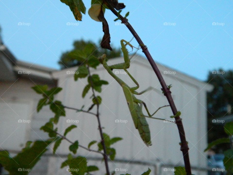 praying mantis