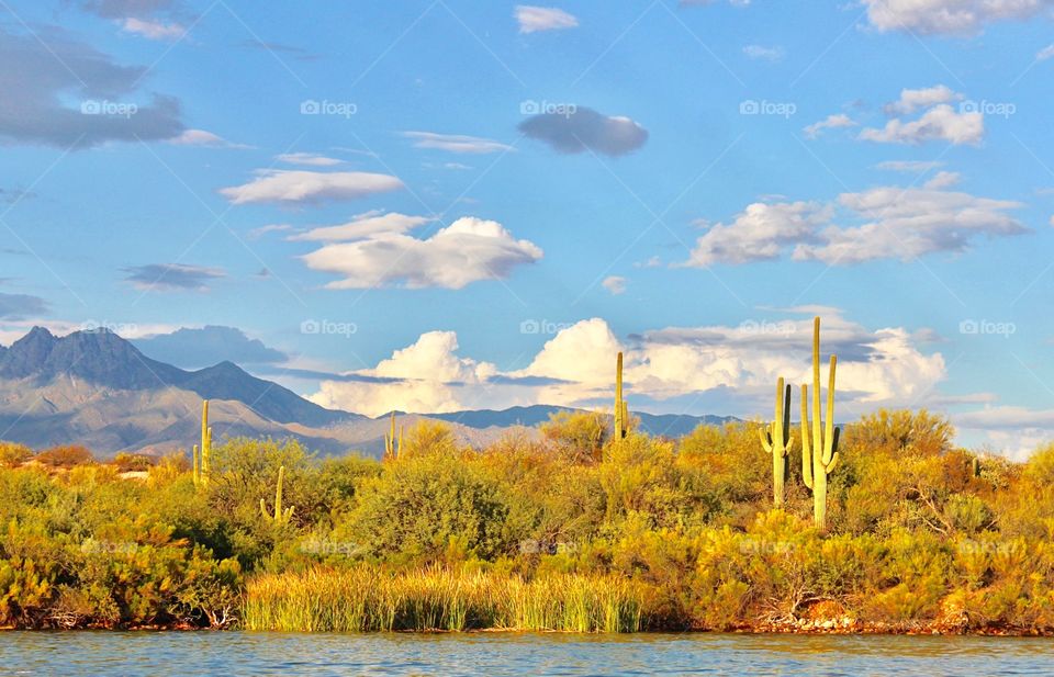 View of cactus near lake
