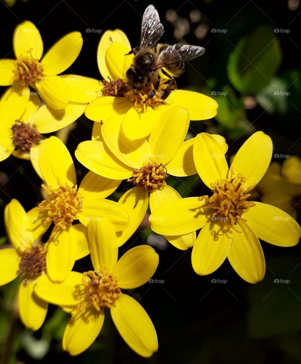 A Bee's Paradise: This image captures the beauty and simplicity of a bee's life,The bee is covered in pollen, and it is hard at work pollinating the flower. The flower is in full bloom, and it is a beautiful sight to see.