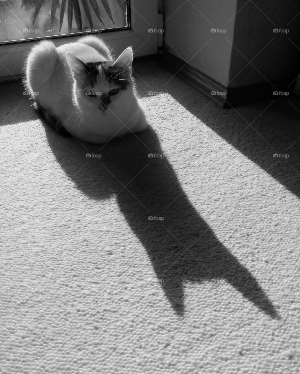 cat resting and shadows